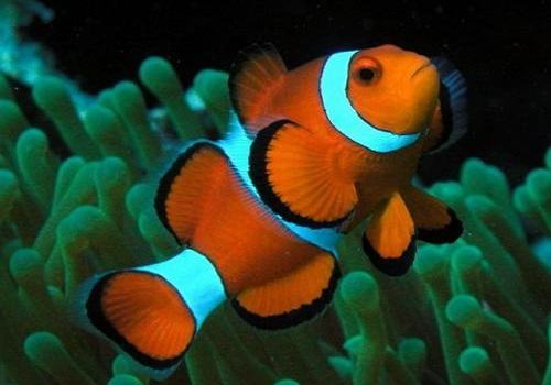 小丑鱼怎么饲养?小丑鱼饲养介绍 小丑鱼怎么饲养?小丑鱼饲养介绍