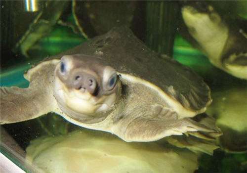 纯水栖龟要怎么养？
