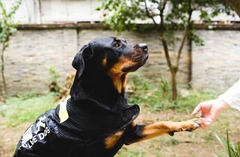 怎么教狗狗握手的本领？