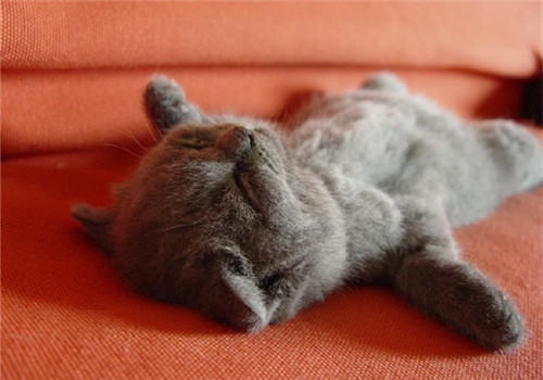 新生小猫的饮食要注意