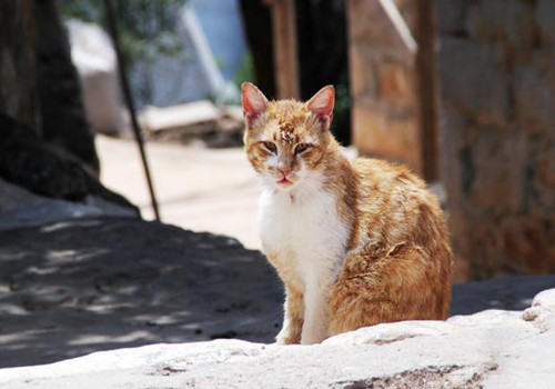褴褛猫的养护知识 褴褛猫的养护知识