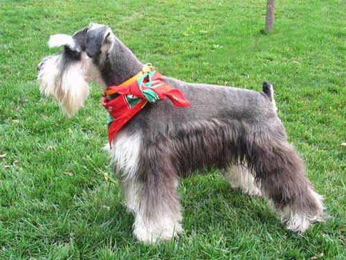 【测试】沙发测试法测试狗狗的小聪明