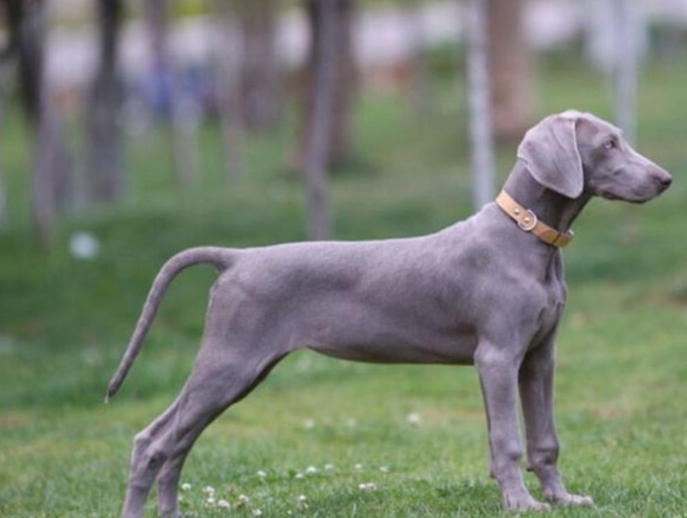 波音达犬咳嗽怎么办