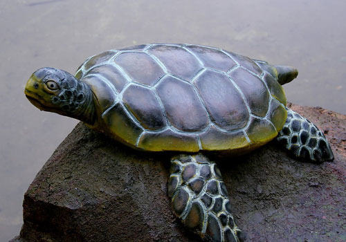 养龟的必备消毒药有哪些？