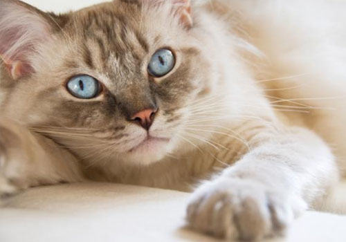猫咪长寿的秘诀是“懒惰”？
