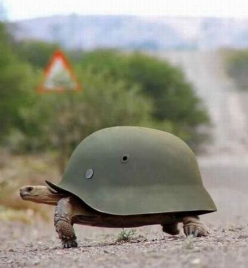 夏季养龟应注意哪些问题