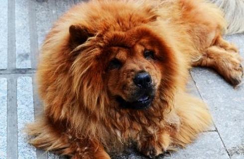 松狮犬是大型犬吗？