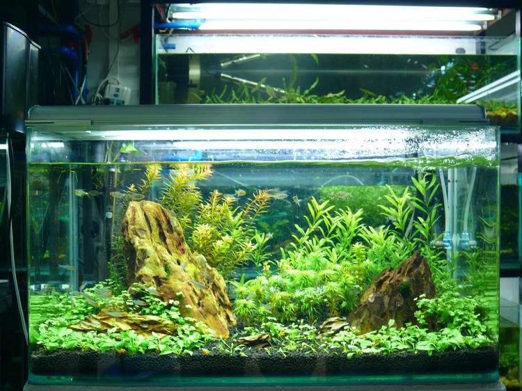 建立生态缸的详细步骤