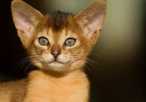 慢性牙龈炎对猫咪会产生哪些影响