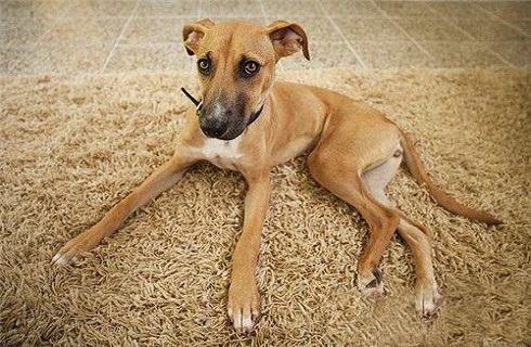 罗得西亚脊背犬怎么样？罗得西亚脊背犬性格