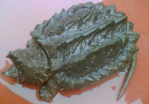 鳄龟的生活习性