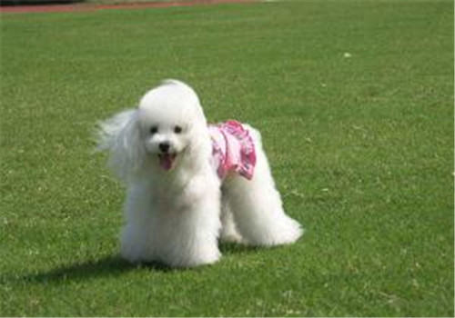 贵宾犬随行的训练方法