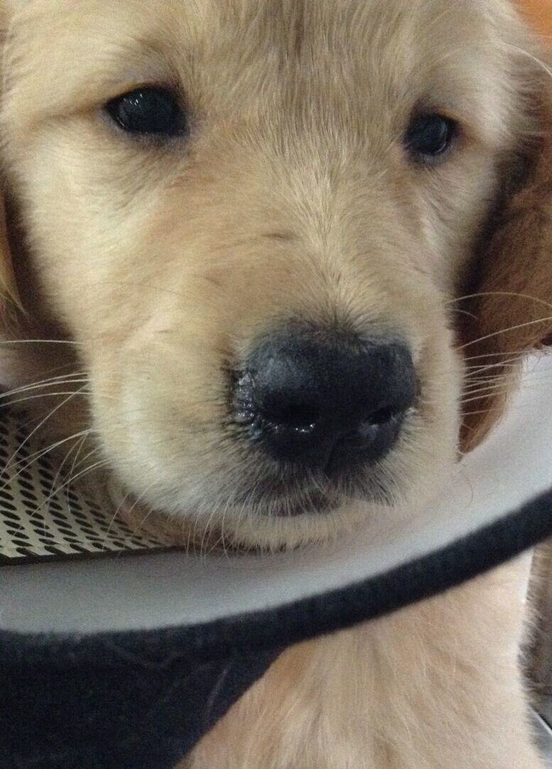 高免卵黄抗体IgY在犬瘟热病例治疗中的应用