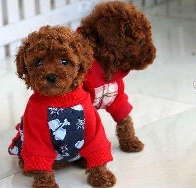 茶杯泰迪犬其实并不难养 茶杯泰迪犬其实并不难养