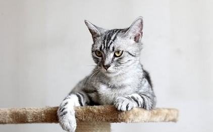 猫咪是室友,千万不能打! 猫咪是室友,千万不能打!