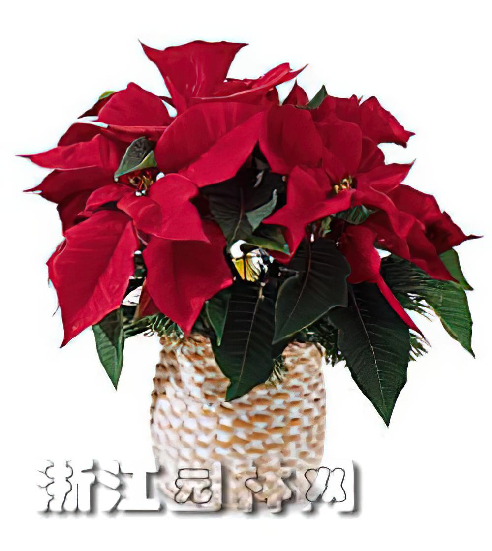 一品红的栽培与养护（图）