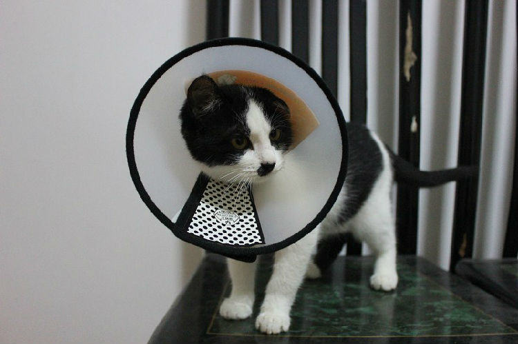 如何送受伤的猫咪去医院
