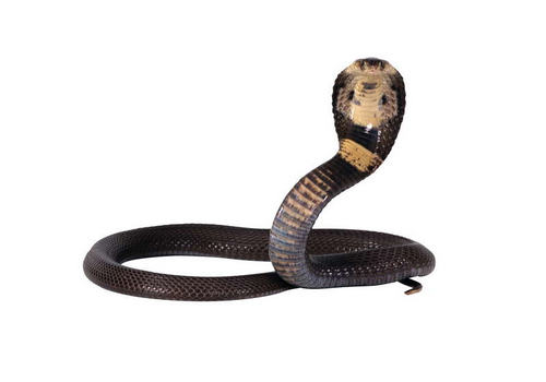 给病蛇打针要注意哪些问题