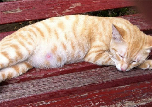 照顾怀孕小猫要注意什么
