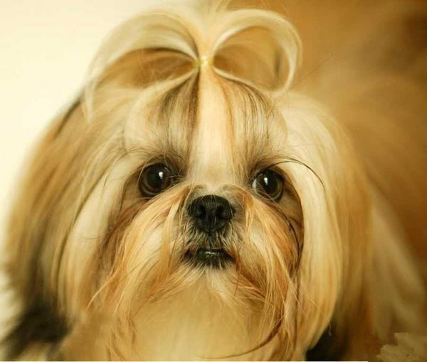 秋季狗狗毛发护理知识