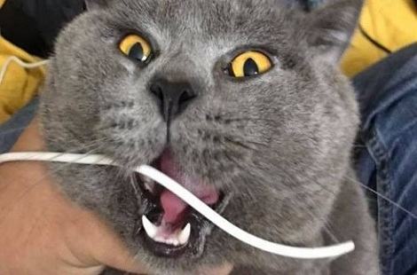 为什么会给猫咪断尾？