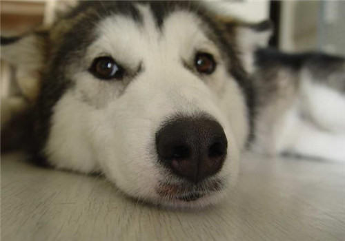 狗狗不可以吃盐吗？