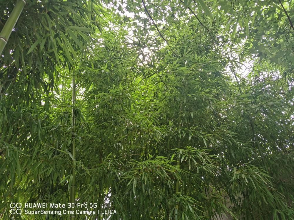 水培的竹子怎么养