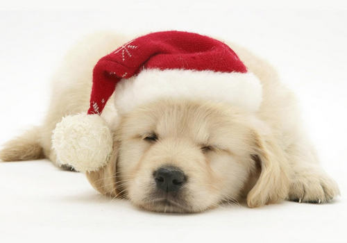 怎么改善狗狗翻垃圾桶的问题