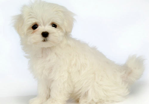 训练狗狗食物是否等于贿赂