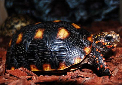 如何自制健康的陆龟粮