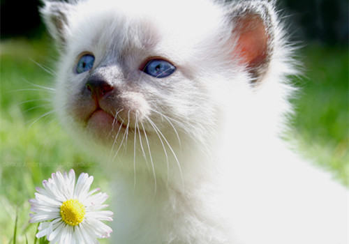 室内养猫咪如何保持卫生