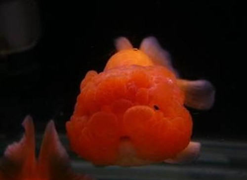 武汉猫狮的喂食要点