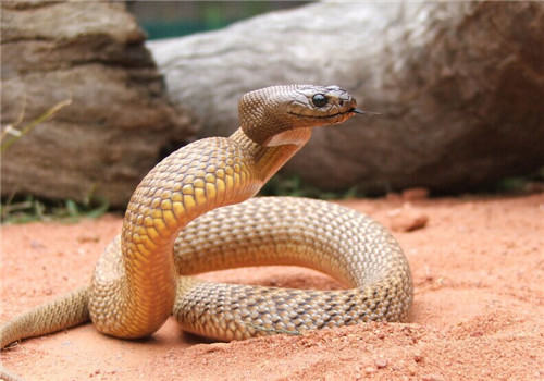 太攀蛇的品种简介