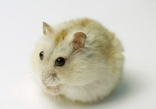 仓鼠肠道问题可以用什么