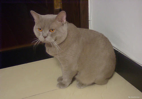 猫粮知多少的宠物食品