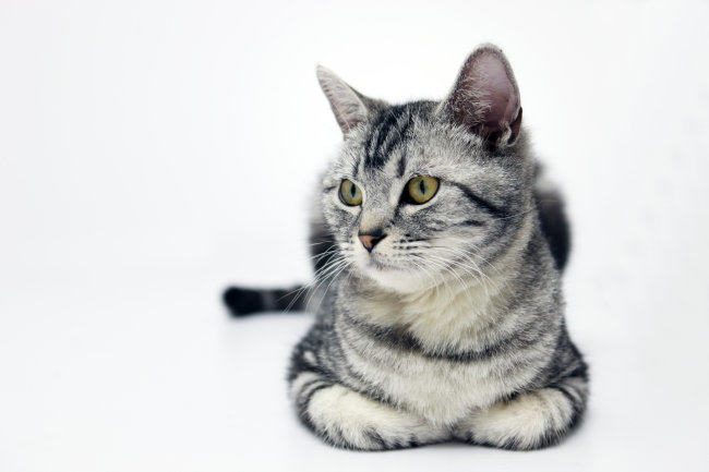 英短和美短的区别