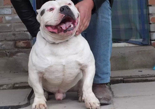 美国恶霸犬如何饲养？