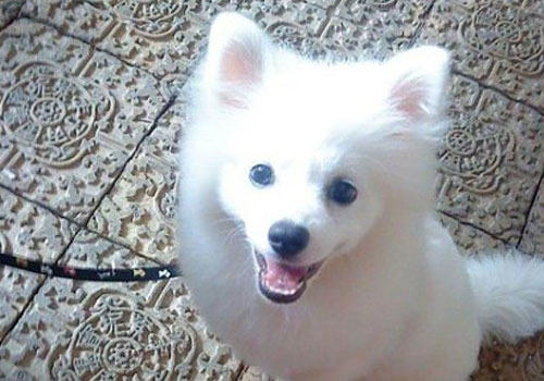 日本银狐犬的喂养方法是什么？