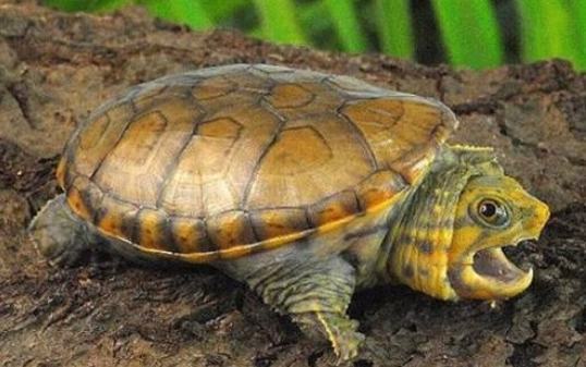 麝香龟的龟种知识