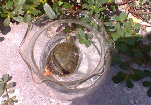 小容器饲养水龟勿忘清洗工作