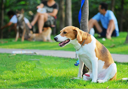 狗狗进入老龄期的表现及变化