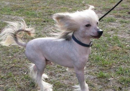 中国冠毛犬怎么养