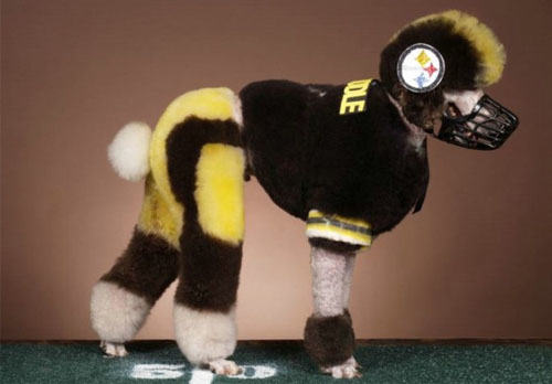 狗狗染毛弊大于利