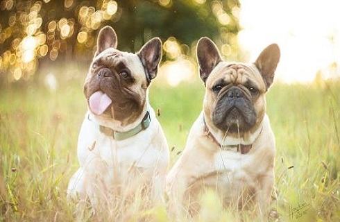 巴哥犬和斗牛犬的差异？