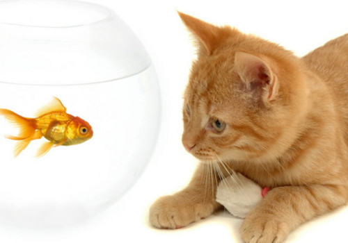 索马里猫的品种简介