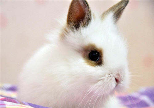 如何训练宠物兔回兔子笼子