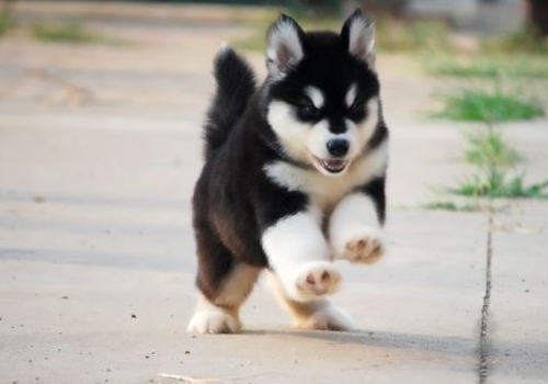 犬各类毒药中毒的治疗方法