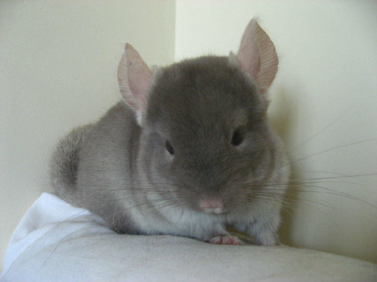 用手喂食龙猫需注意 用手喂食龙猫需注意