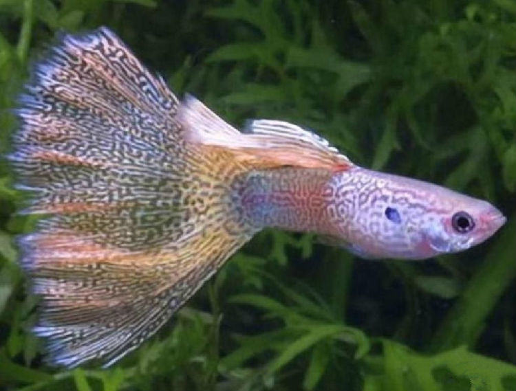 造景新手开缸必知