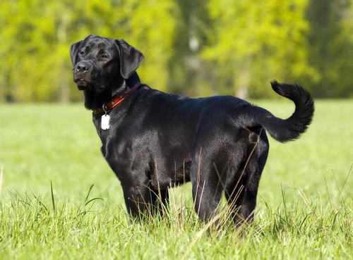 为拉布拉多犬清洁脸部的方法